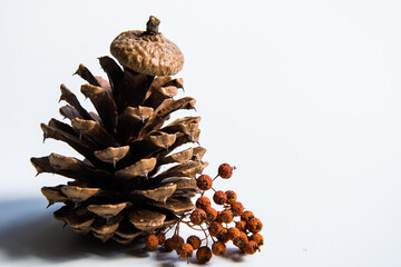 pine cone with a cap and dried rowan on a white background