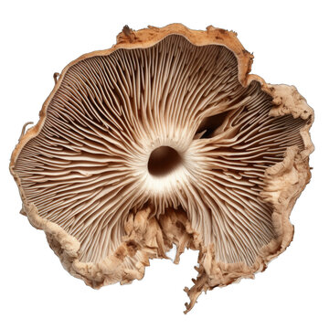 Dried Fairy ring mushroom isolated