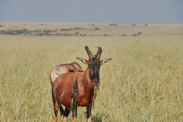 Naklejka na ściany i meble Tsessebe antelope, Damaliscus jimela, standing in grasslands