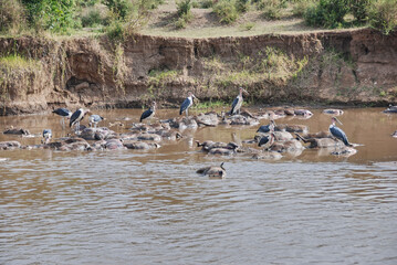 Marabou storks sitting on Corpses of deceased wildebeest