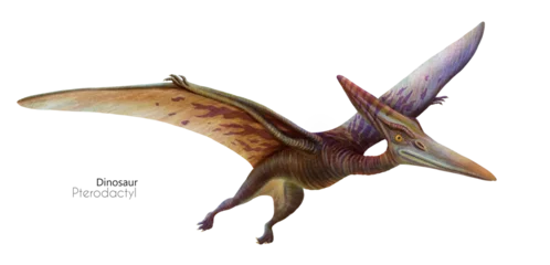 Schilderijen op glas Illustration of a flying pterodactyl.  Flying brown dinosaur. Predator in flight. © inna72