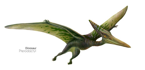 Illustration of a flying pterodactyl.  Flying green dinosaur. Predator in flight. - obrazy, fototapety, plakaty