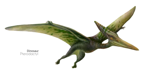 Keuken foto achterwand Dinosaurus Illustration of a flying pterodactyl.  Flying green dinosaur. Predator in flight.