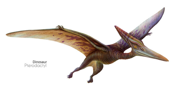 Fototapeta Illustration of a flying pterodactyl.  Flying brown dinosaur. Predator in flight.