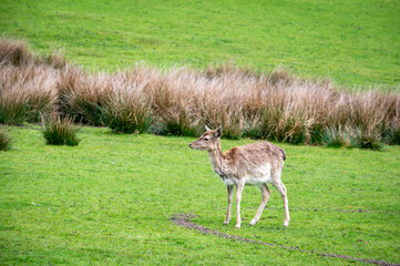 Naklejka na ściany i meble Lonely deer in Dartmoor, Devon