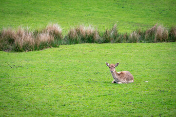 Deer on a green field, Dartmoor, Devon