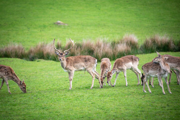 Naklejka na ściany i meble Small herd of deer on a green field, Dartmoor, Devon