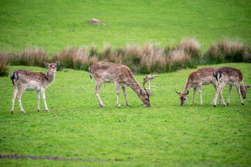 Naklejka na ściany i meble Small herd of deer on a green field, Dartmoor, Devon