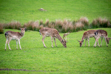Small herd of deer on a green field, Dartmoor, Devon