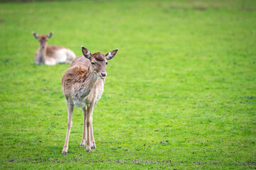 Deer on a green field, Dartmoor, Devon