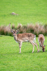 Small herd of deer on a green field, Dartmoor, Devon