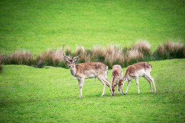 Small herd of deer on a green field, Dartmoor, Devon