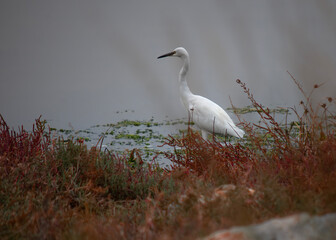 heron ardea cinerea