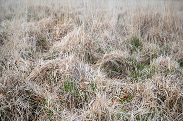 Fototapeta premium Dry yellow grasses of Dartmoor, close-up