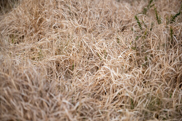 Dry yellow grasses of Dartmoor, close-up