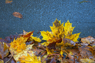 yellow autumn leaves