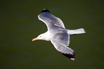 Gabbiano in volo