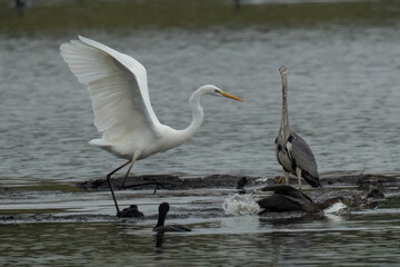 Silberreiher (Egretta alba) und Graureiher
