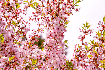 Obraz premium 富士芝桜まつり