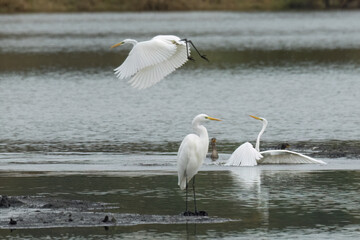 Silberreiher (Egretta alba)
