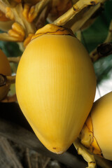 Cocos nucifera, Cocotier, Ile de la Digue, Seychelles