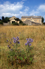 Echinops sphaerocephalus , Echinops à tête ronde, Plateau du Larzac, Parc naturel régional des...