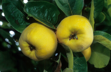 Cognassier , coing, Cydonia oblonga