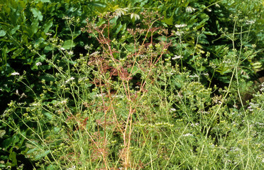 Coriandrum sativum , Coriandre