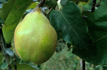 Cognassier , coing, Cydonia oblonga