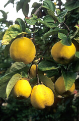 Cognassier , coing, Cydonia oblonga