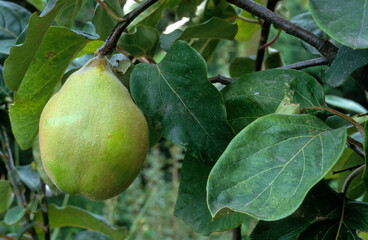 Cognassier , coing, Cydonia oblonga