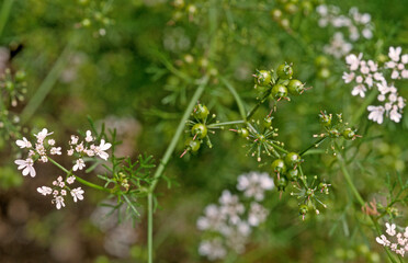 Coriandrum sativum , Coriandre