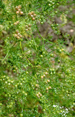 Coriandrum sativum , Coriandre