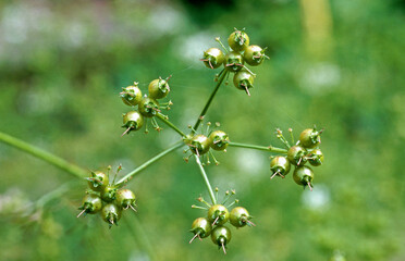 Coriandrum sativum , Coriandre