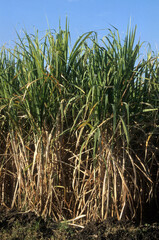 Canne de Provence,  Arundo donax