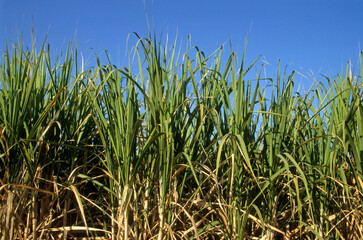 Canne de Provence,  Arundo donax