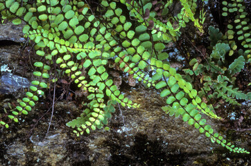 Adiantum trichomones , Capillaire des murailles