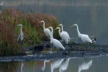Silberreiher (Egretta alba)
