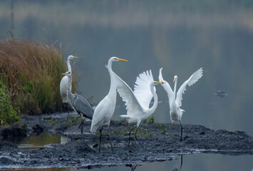 Silberreiher (Egretta alba)
