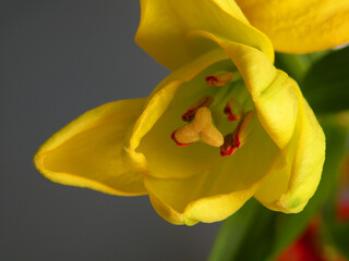 Beautiful yellow lily flower bud