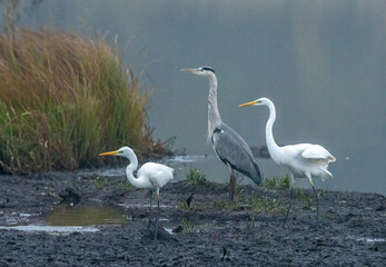 Silberreiher (Egretta alba)
