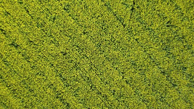 Drone descending and rotating over blooming canola field on sunny day