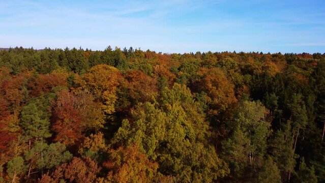Drone flying fast over colorful leaf tree foliage in autumn on sunny day