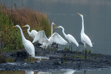 Silberreiher (Egretta alba)
