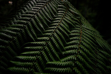 Close up photo of beautiful fern in the dark light. 