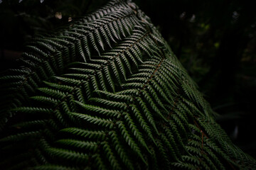 Close up photo of beautiful fern in the dark light. 
