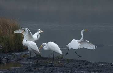Silberreiher (Egretta alba)
