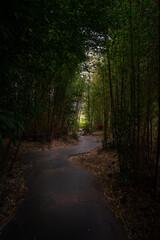 Fototapeta na wymiar Path thru artificial bamboo forest in Melbourne botanical garden.