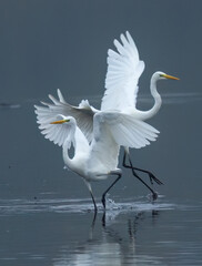 Silberreiher (Egretta alba)

