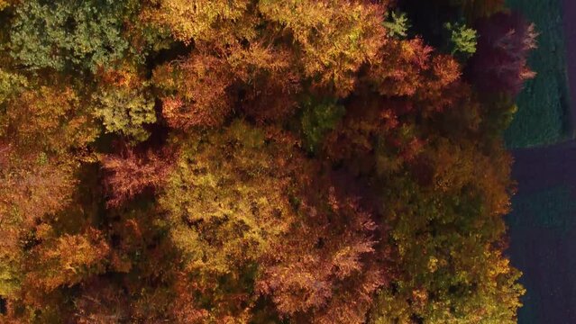 Drone flying over and looking down on colorful autumn leaf tree forest on sunny day